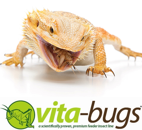 Bulk Crickets: Vita-Bugs 500 Count