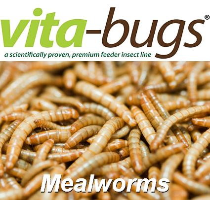 Bulk Mealworms: Vita-Bugs 1000 Count