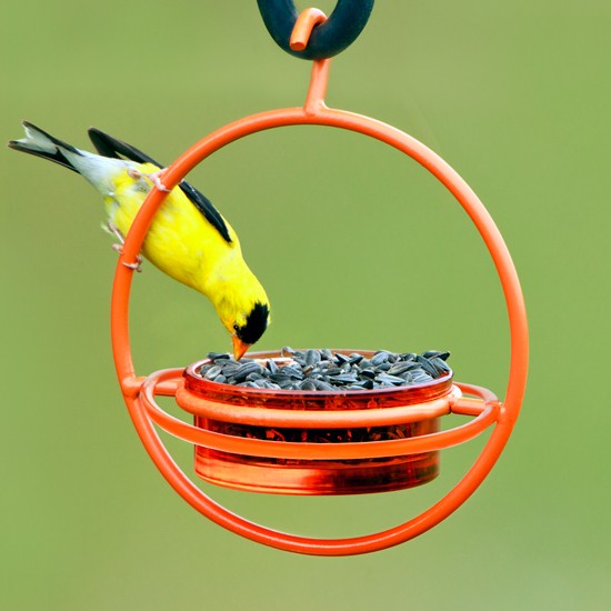 Sphere Hanging Feeder with Perch Orange