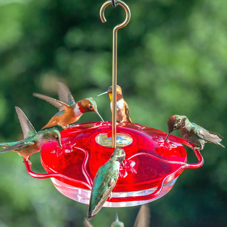 Droll Yankees Ruby Sipper Hummingbird Feeder Clear DYRS3HC 