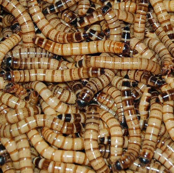 Cupped Live Superworms Large 25 ct. 12 Cups/Pack