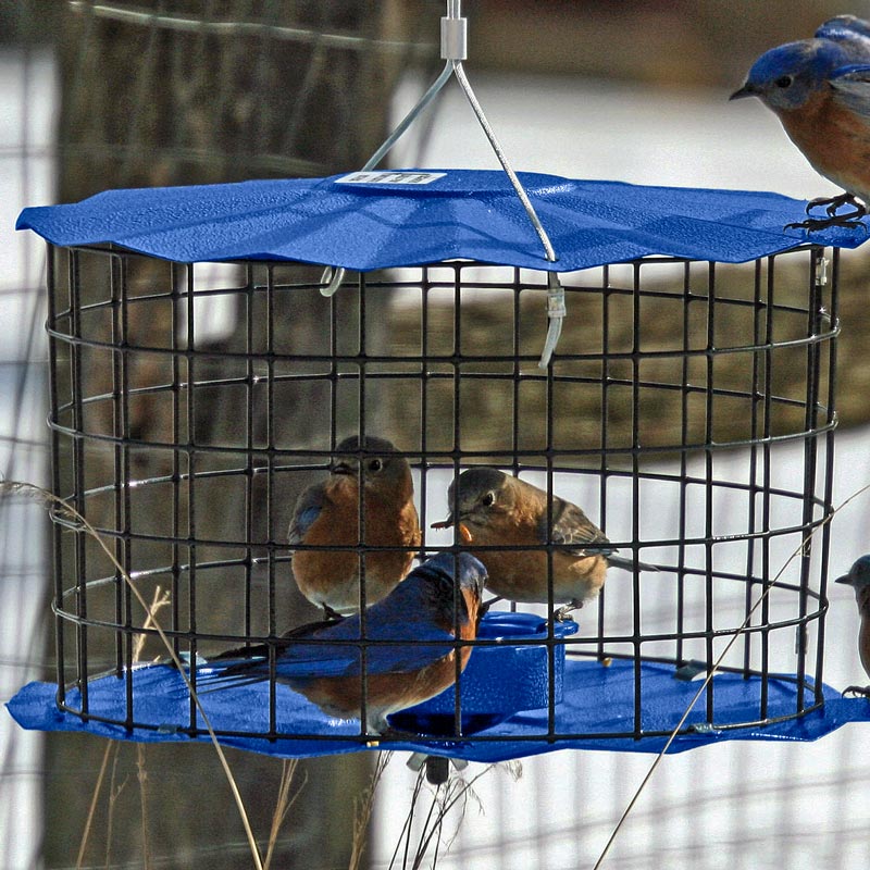 Mealworm Barrier Guard Caged Bluebird Feeder