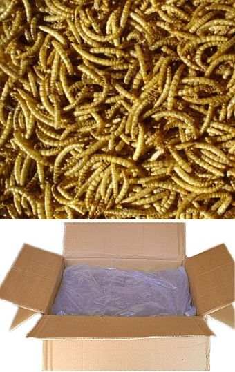 Songbird 100% Natural Dried Mealworms Bulk Pack