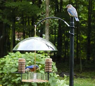 Supper Dome Seed, Suet, Mealworm Feeder