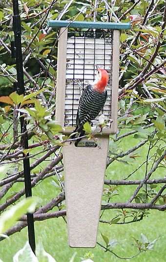 Second Nature Double Cake Pileated Suet Feeder