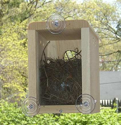 Conservation Window Nest Box