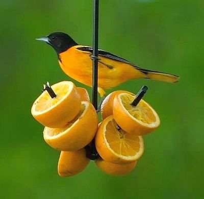 Hand Forged Oriole Fruit Feeder Set of 3