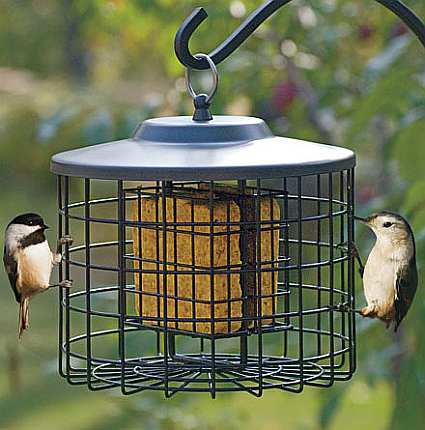 Squirrel Proof Caged Double Suet Feeder