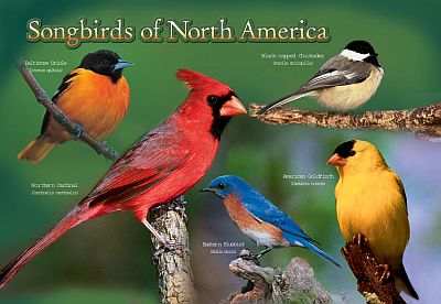 Songbirds of North America Jigsaw Puzzle For Kids