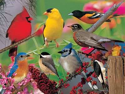 Backyard Birds 500 Piece Puzzle