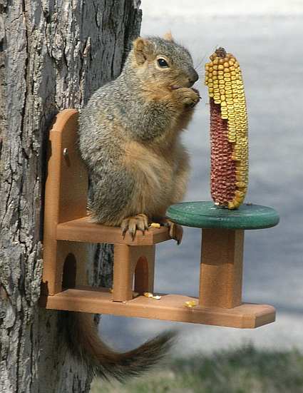 Recycled Poly Squirrel Table & Chair Feeder