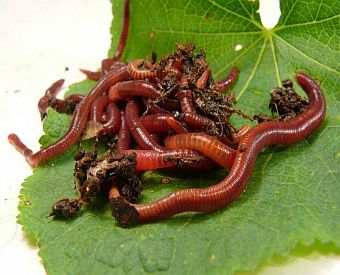 European Nightcrawlers Composting and Fishing Worms 5 Lb Pack 