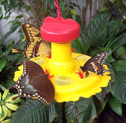 Songbird Butterfly Feeder