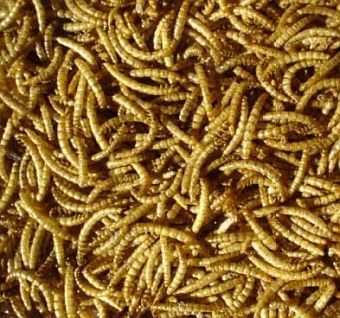 Songbird 100% Natural Dried Mealworms Six Pack