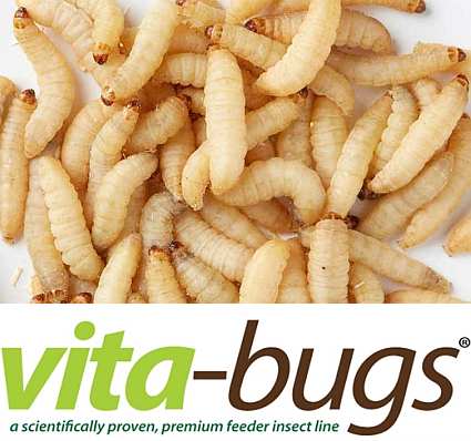 Bulk Waxworms: Vita-Bugs 1000 Count