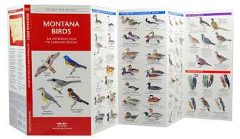 Montana Birds Pocket Naturalist Guide