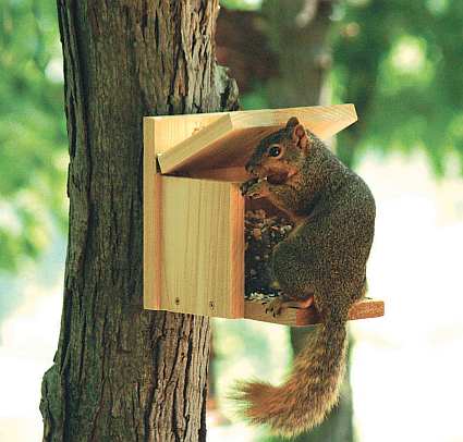 Squirrel Munch Box