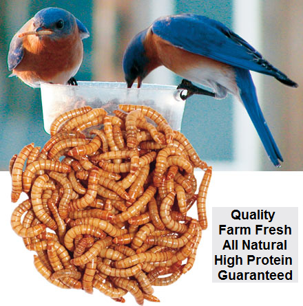 Mealworms, Waxworms, Superworms, Crickets, Bait Worms, Composting Worms at  Fiddle Creek Farms