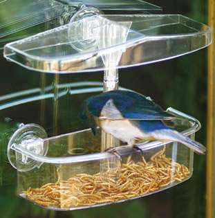 Droll Yankees Observer Window Feeder is great fo serving mealworms to hungry Bluebirds!